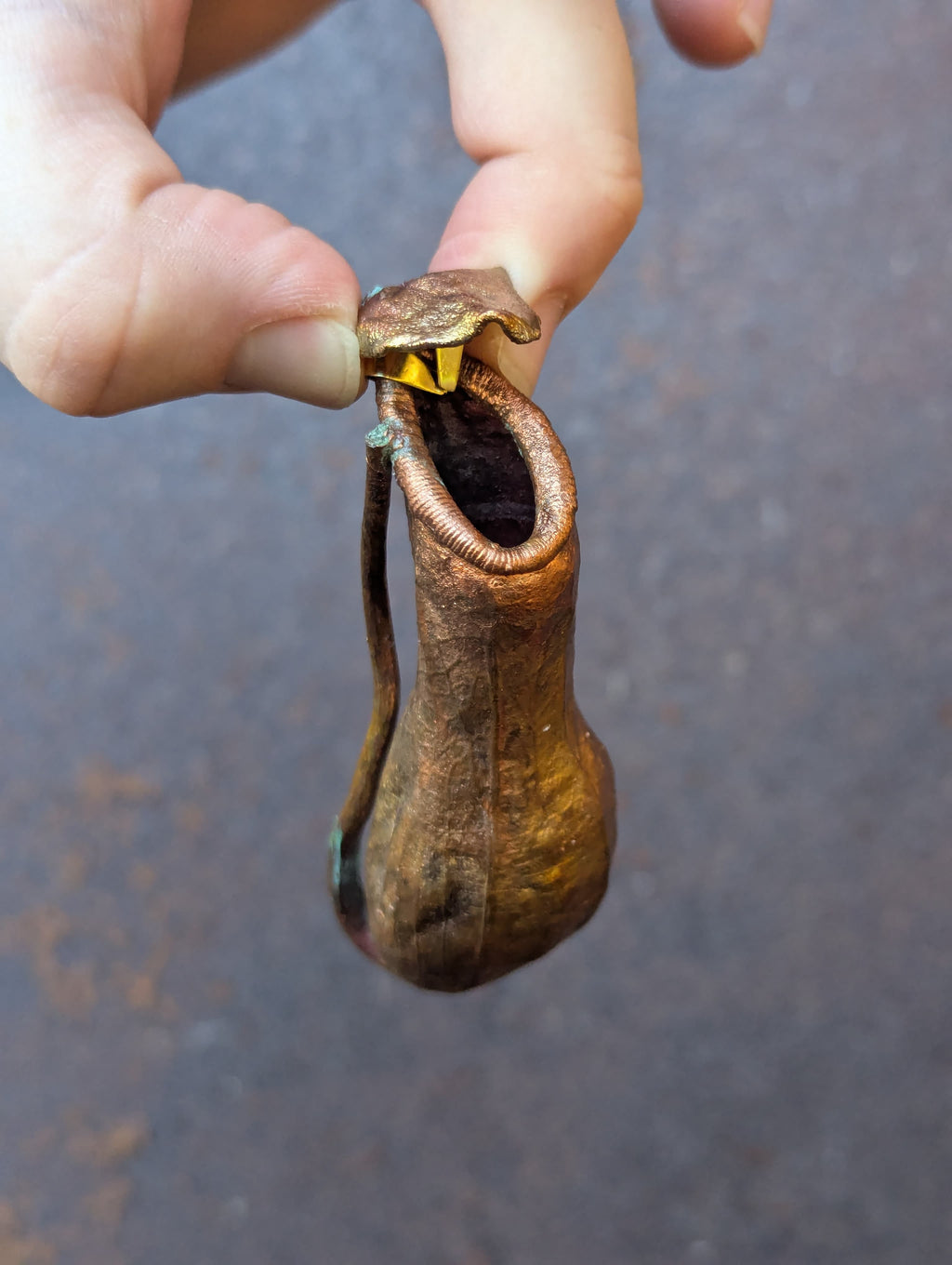 Nepenthes Carnivorous Pitcher