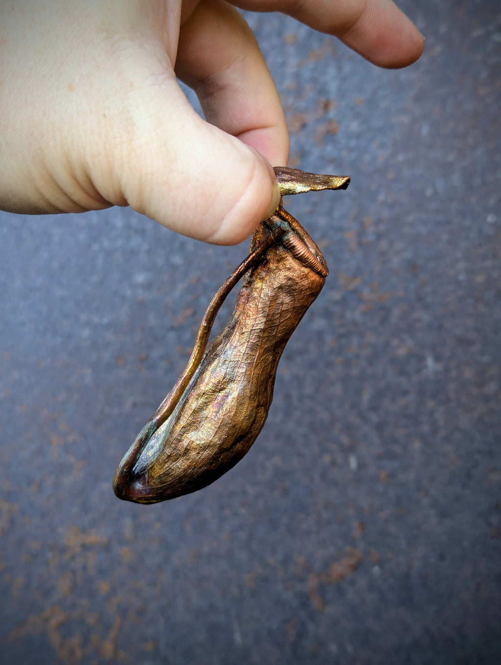 Nepenthes Carnivorous Pitcher
