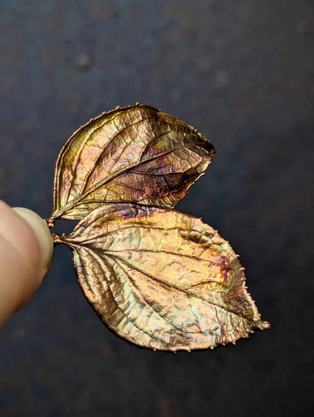 Red Osier Dogwood (charms only)