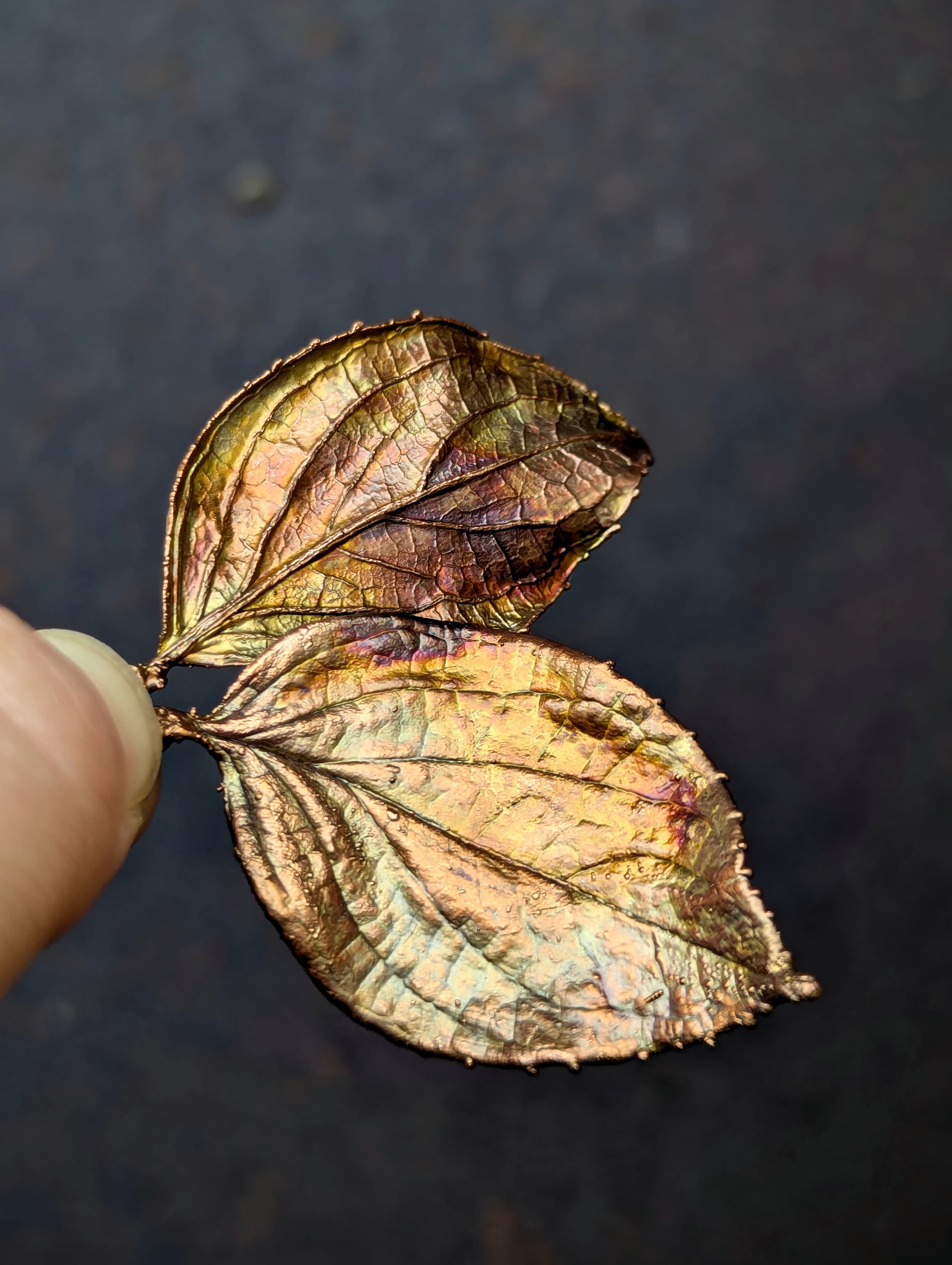 Red Osier Dogwood (charms only)