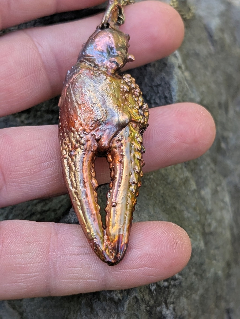 Giant Crayfish Claw (Columbia River)