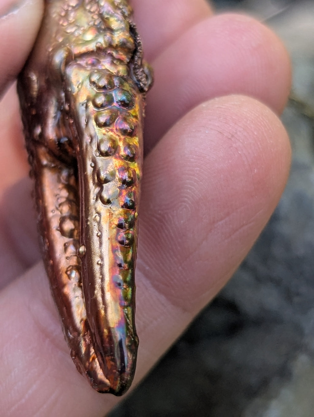 Giant Crayfish Claw (Columbia River)