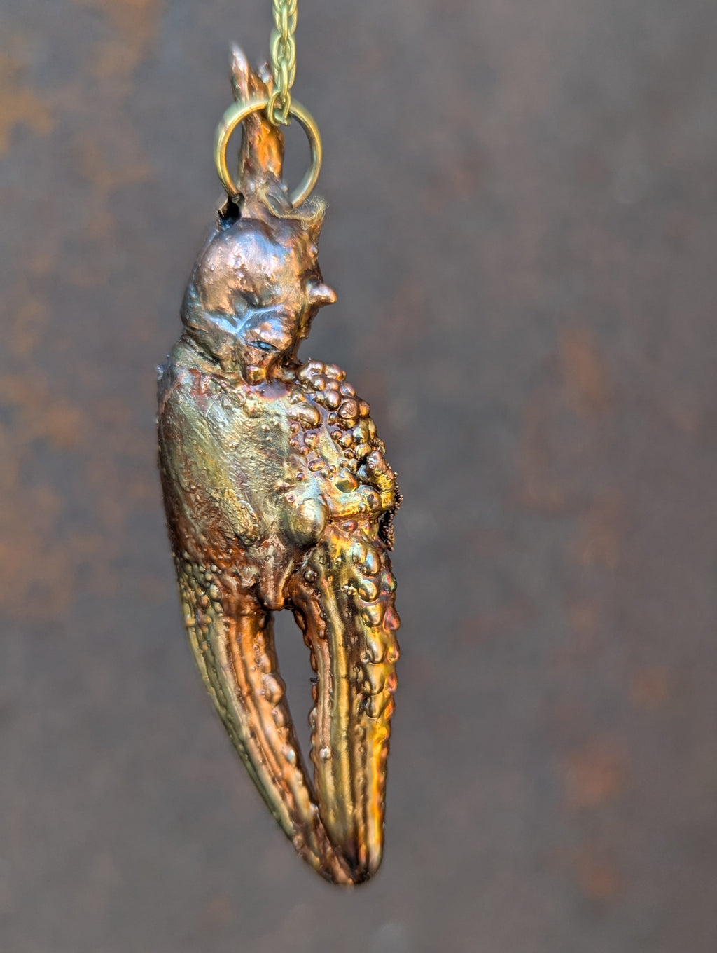 Giant Crayfish Claw (Columbia River)