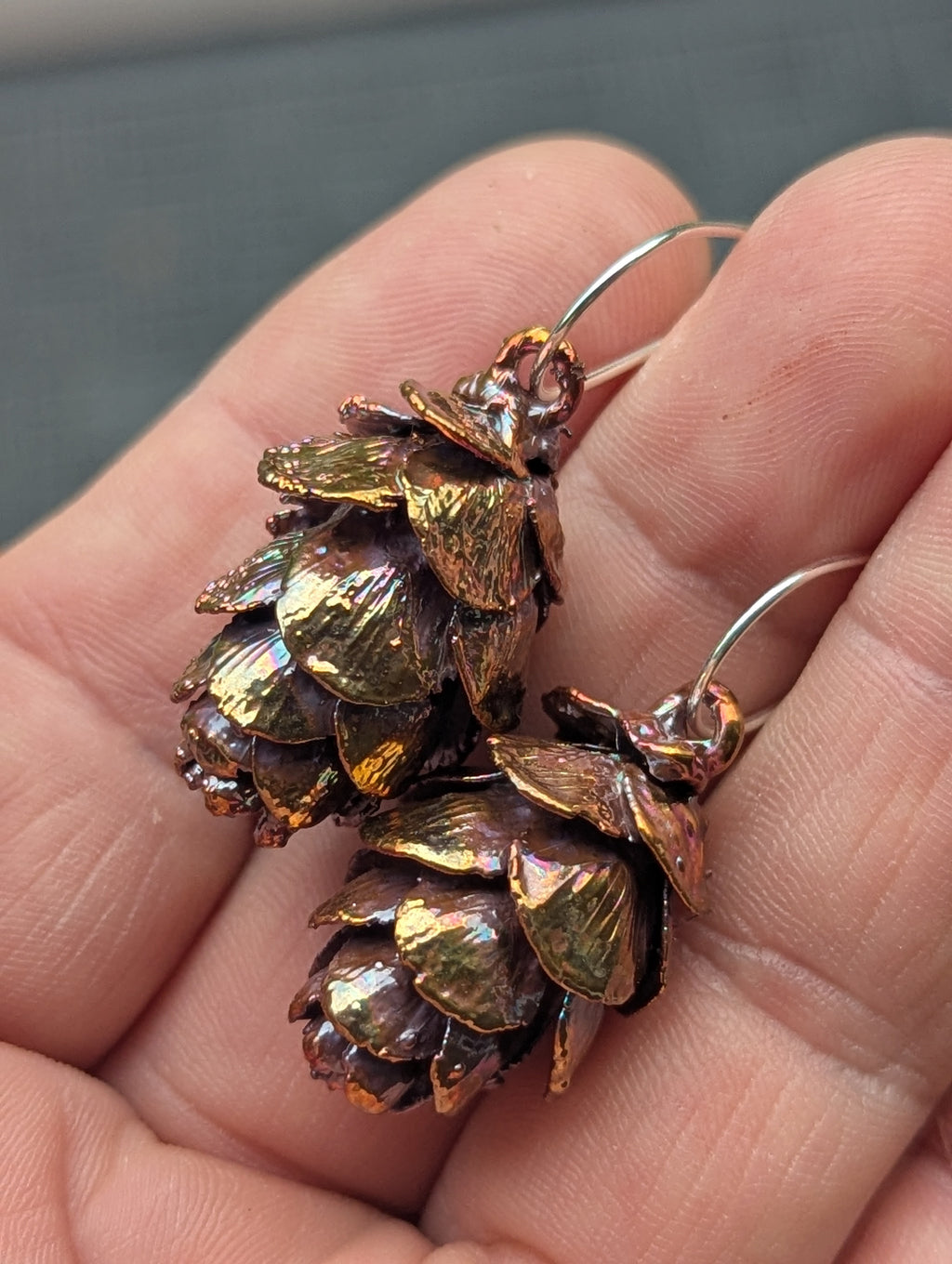 Western Hemlock Cones