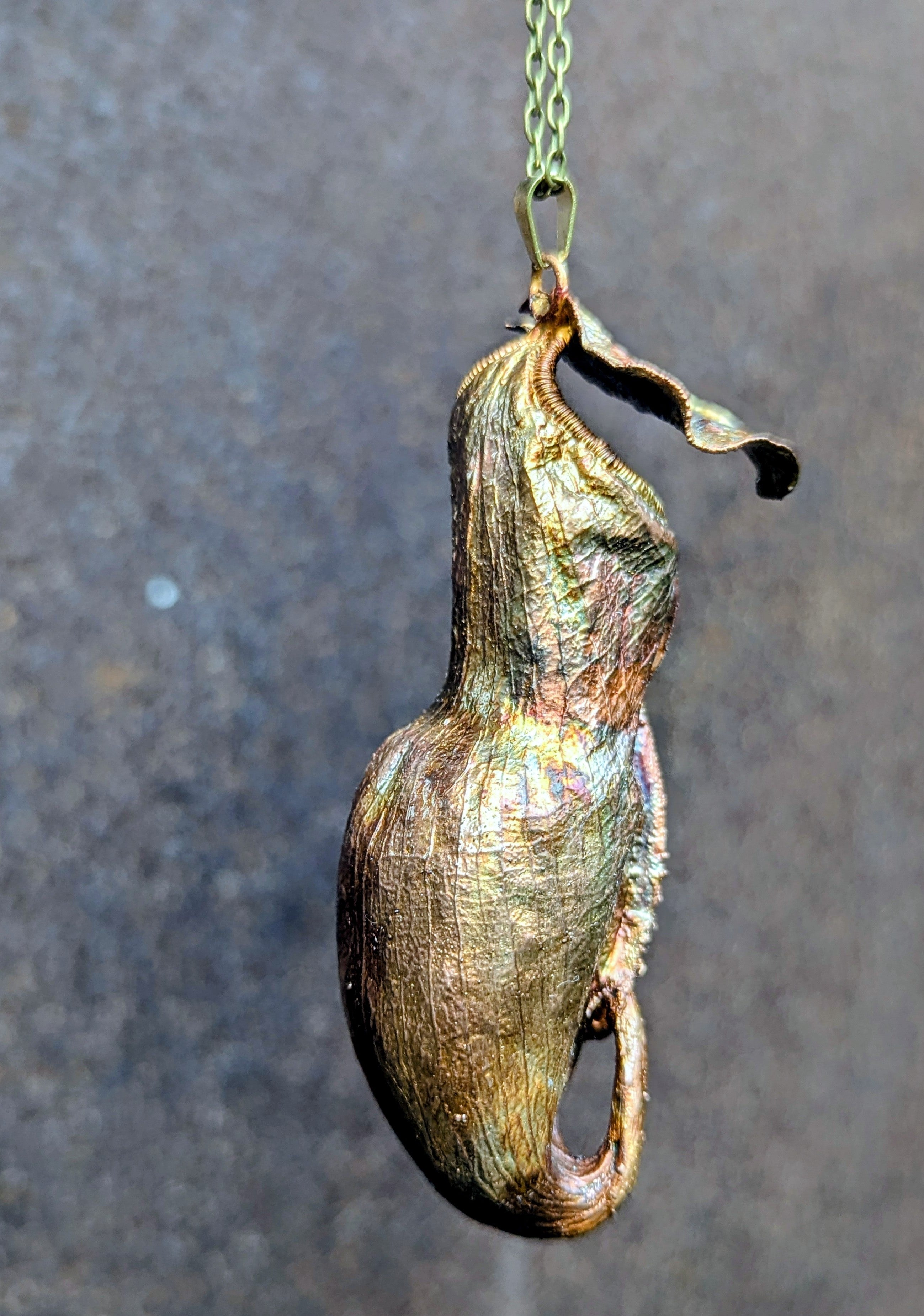 Nepenthes Carnivorous Pitcher