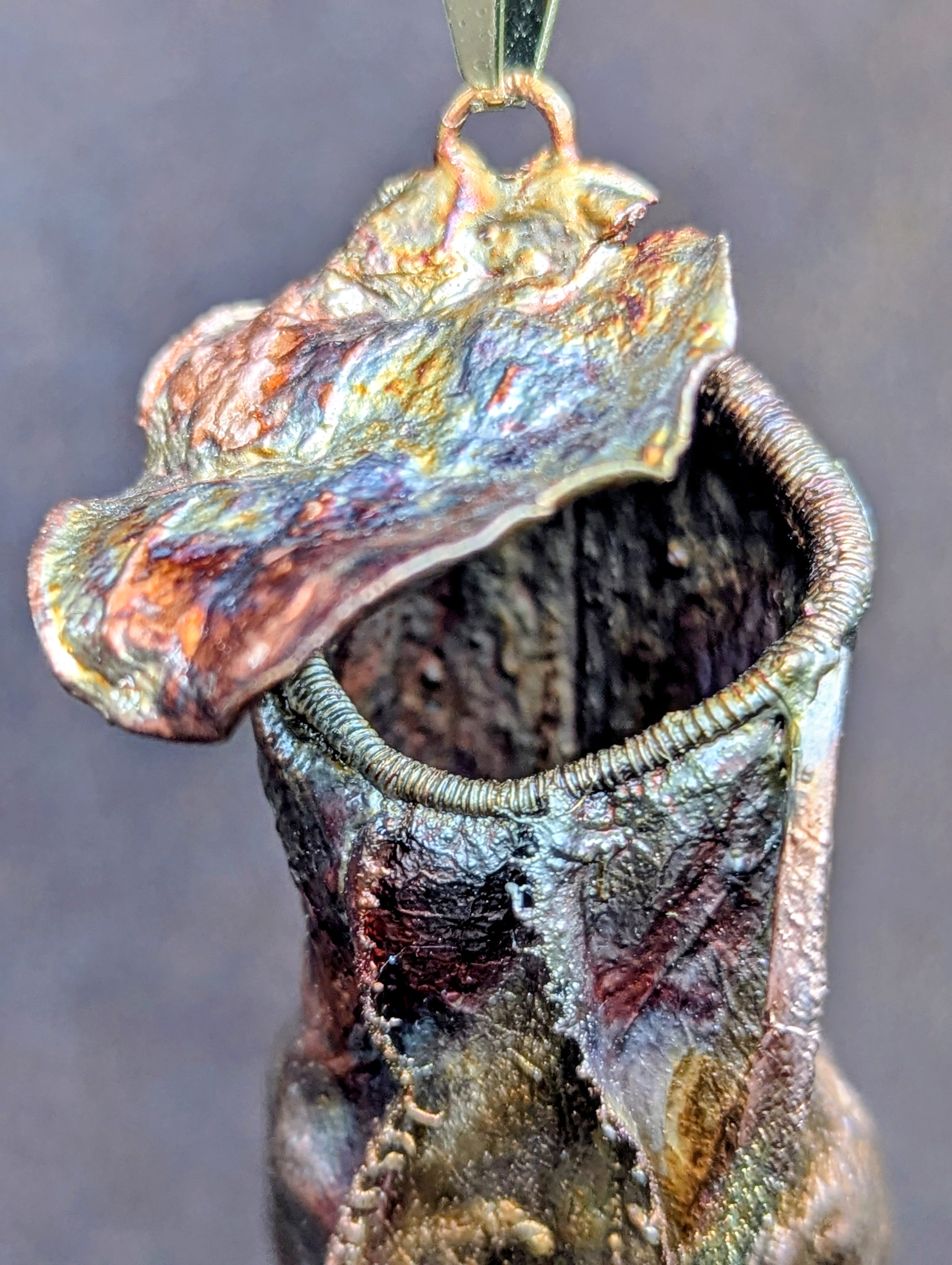 Nepenthes Carnivorous Pitcher