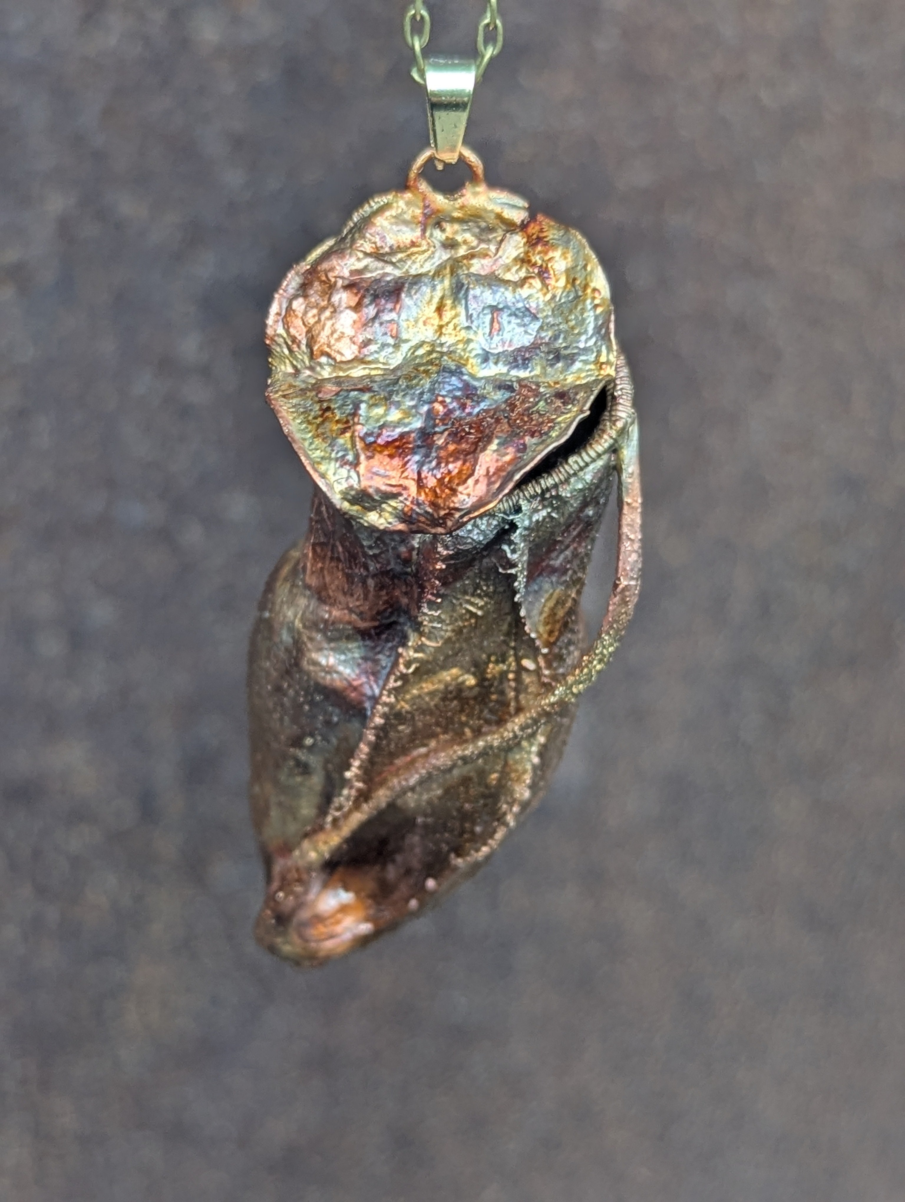 Nepenthes Carnivorous Pitcher