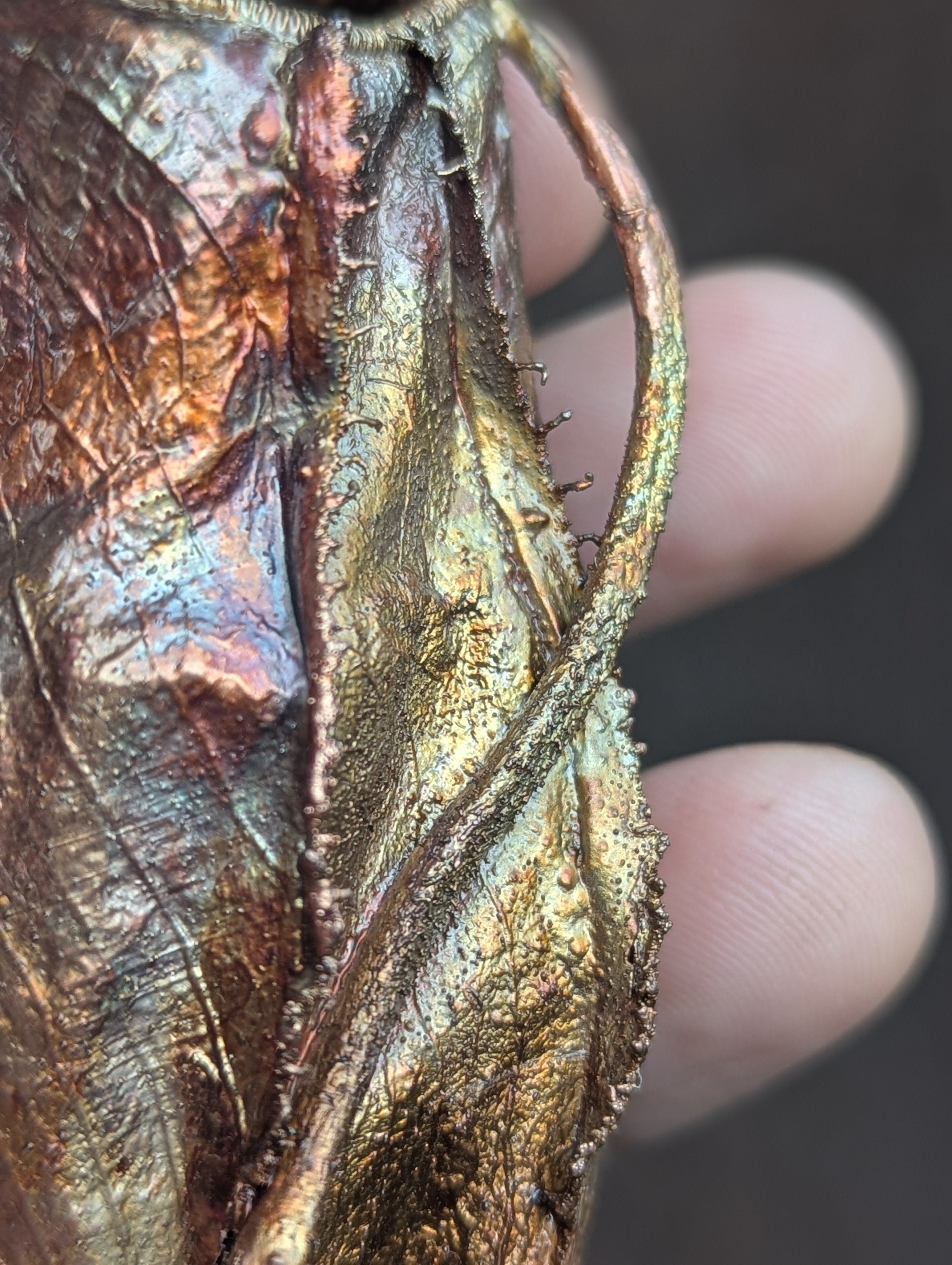Nepenthes Carnivorous Pitcher