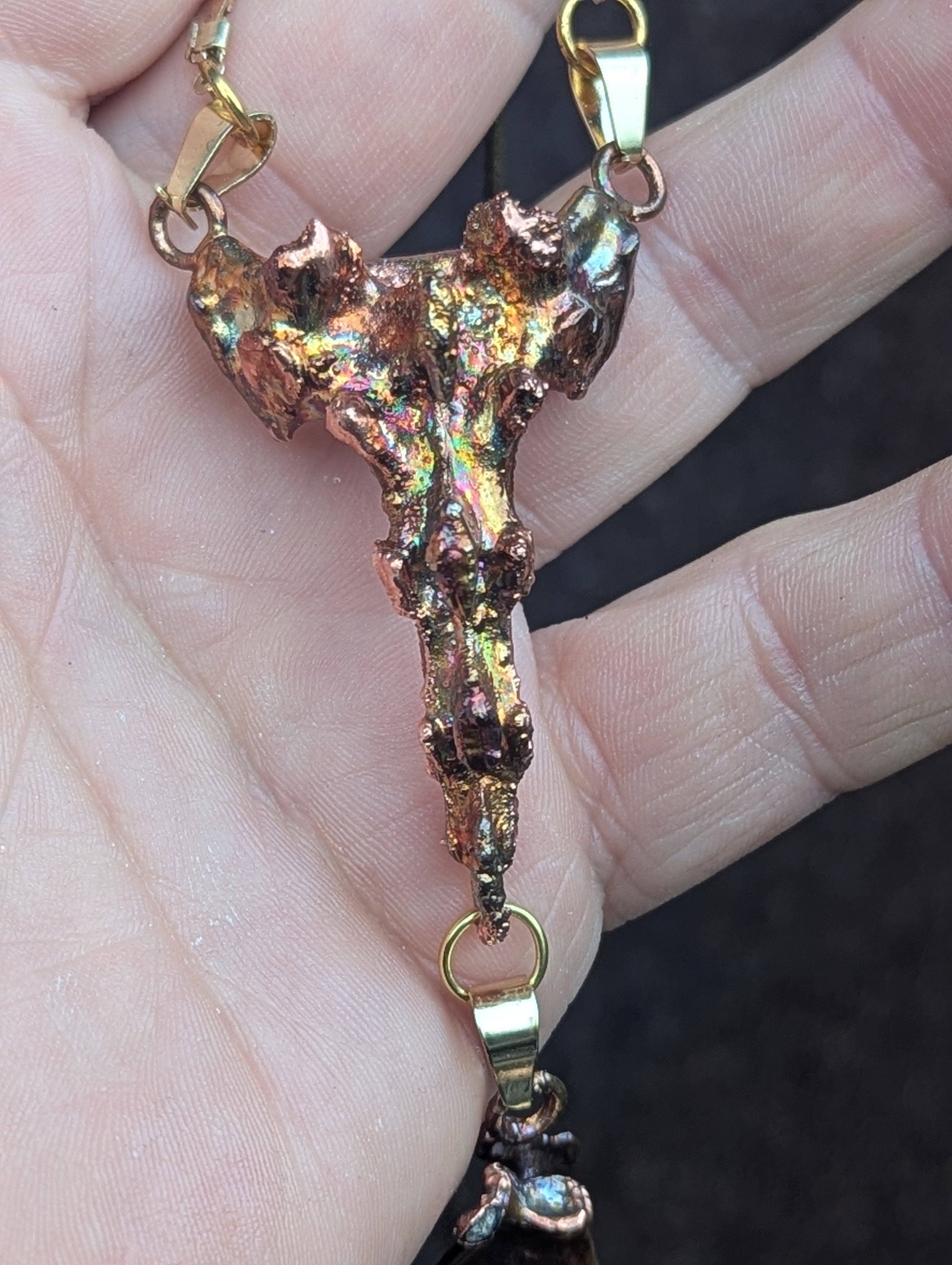 Rabbit Sacrum with Suspended Scapula