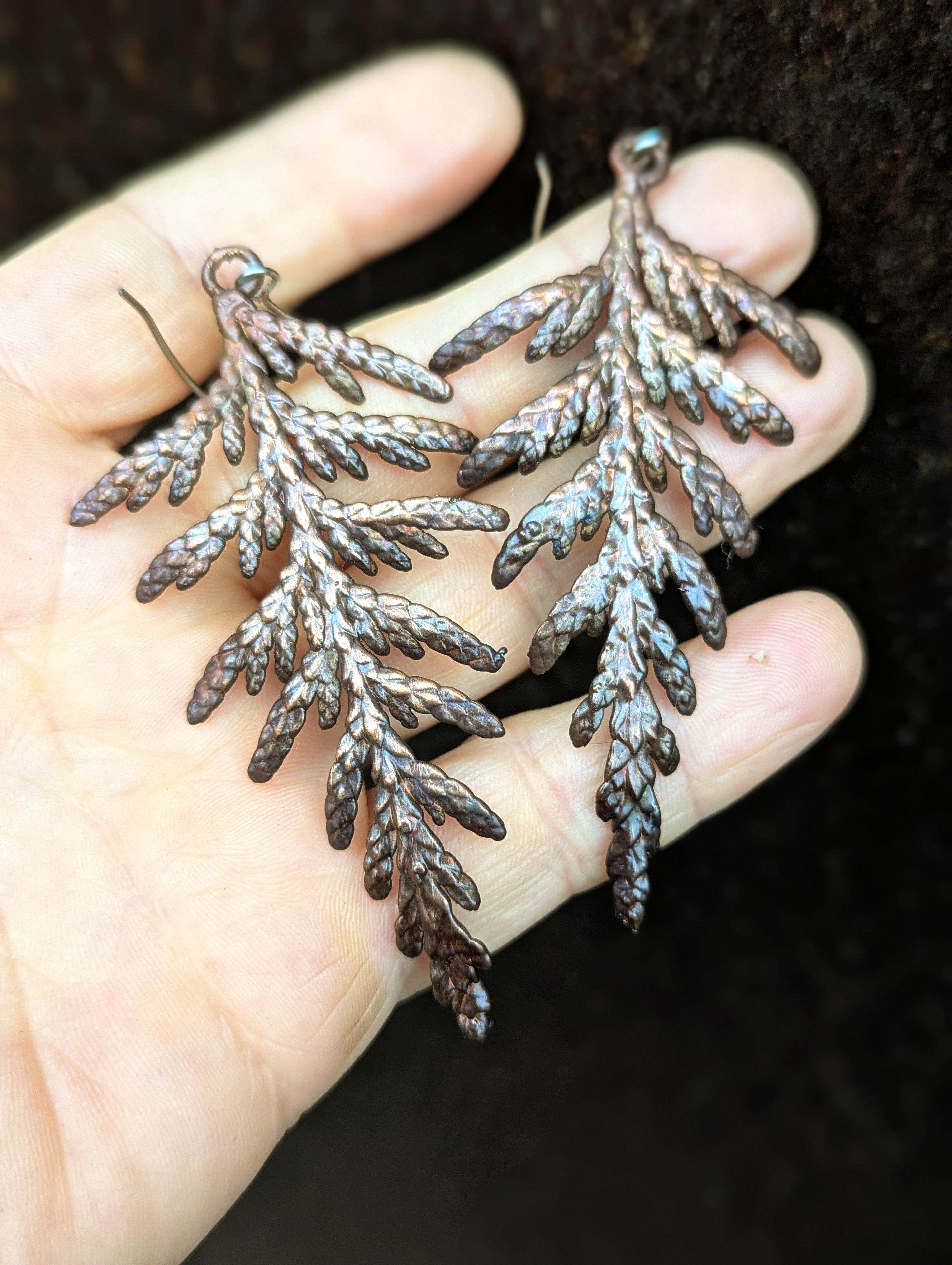 Thuja plicata "Western Redcedar" earrings