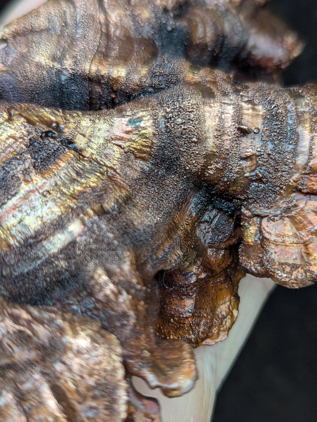Giant Turkey Tail Mushroom Necklace