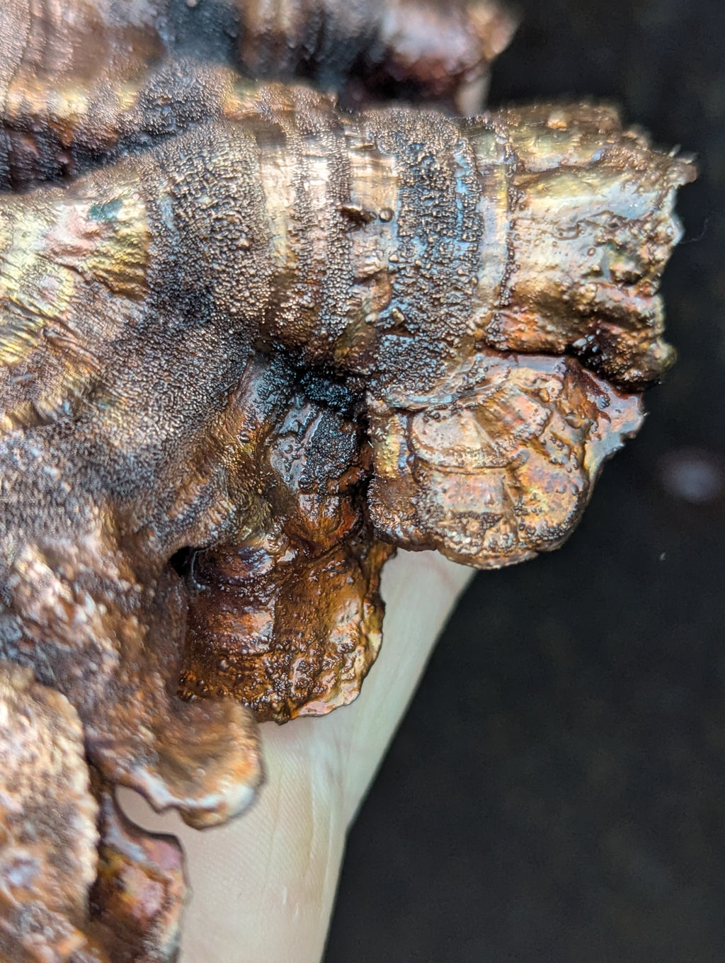 Giant Turkey Tail Mushroom Necklace