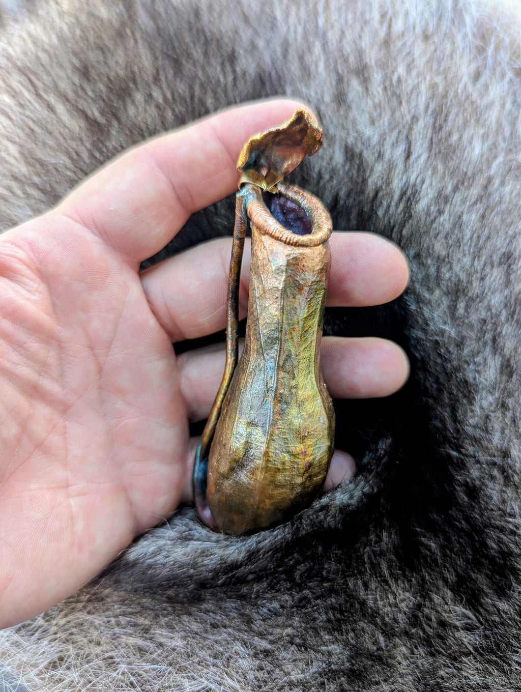 Nepenthes Carnivorous Pitcher